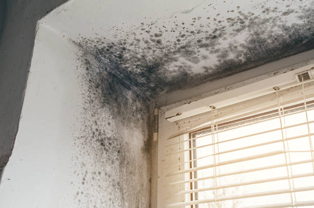 Affordable Attic Mold Removal solutions in Glenwood, IL