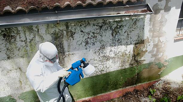 Top rated local Attic Mold Removal specialists in Glenwood, IL